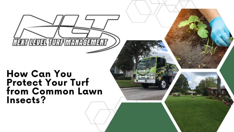 How Can You Protect Your Turf from Common Lawn Insects
