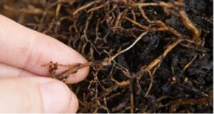 Root Rot