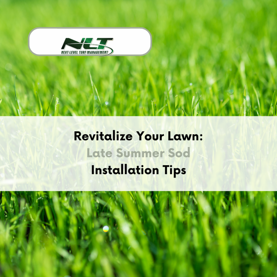 Revitalize Your Lawn: Late Summer Sod Installation Tips