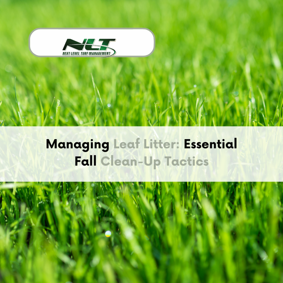 Managing Leaf Litter: Essential Fall Clean-Up Tactics