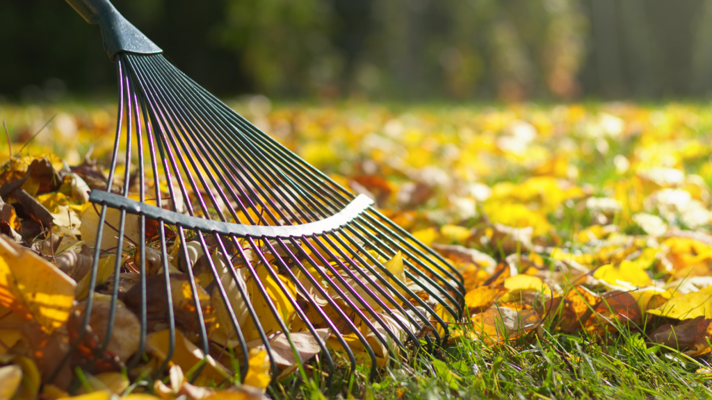 A rake gathering fallen leaves on a lawn