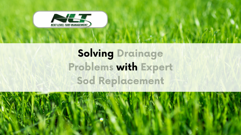 Solving Drainage Problems with Expert Sod Replacement