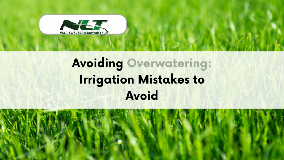 Avoiding Overwatering: Irrigation Mistakes to Avoid