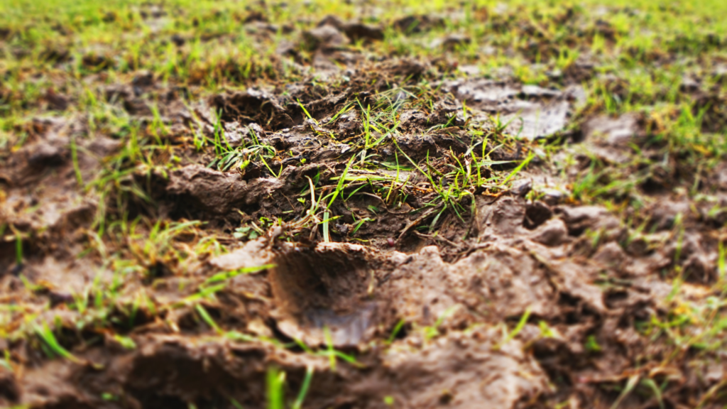 Close-up of waterlogged soil